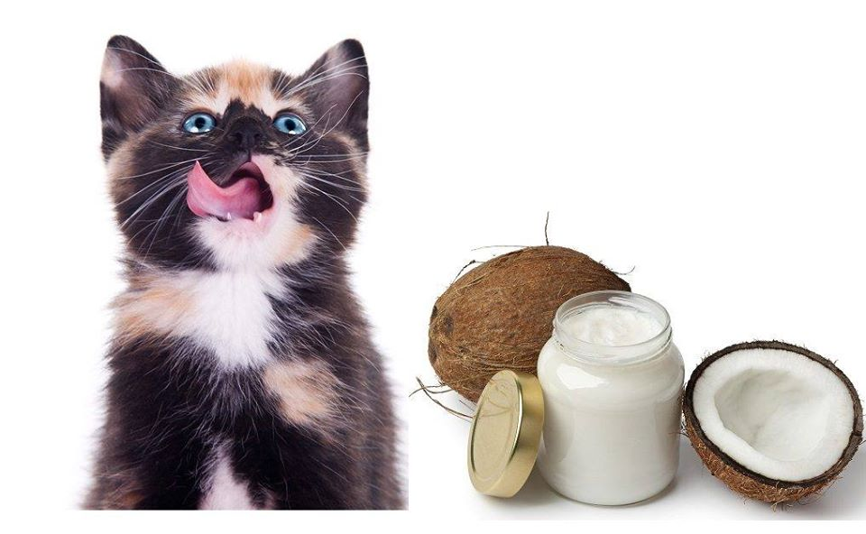 «Пальма» и «кокос», или зачем кошкам кокосовое масло?